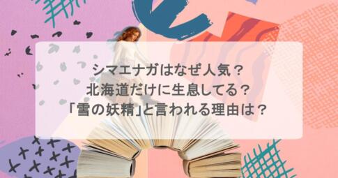 シマエナガはなぜ人気？北海道だけに生息してる？「雪の妖精」と言われる理由は？